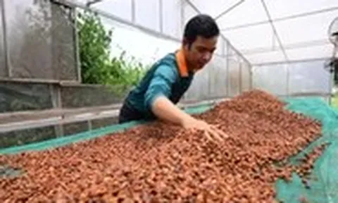 Tăng tốc đáp ứng EUDR, cà phê Việt vẫn ngóng hướng dẫn