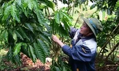 Thị trường TP.HCM 16-7: Giá cà phê tiến sát 100.000 đồng/kg, lúa mì lập đỉnh hai tháng