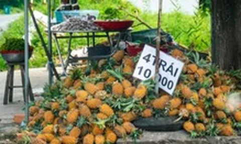 Giá khóm lên 11.000 đồng/kg nhưng sao vẫn có người treo bảng bán 6 trái khóm 10.000 đồng?