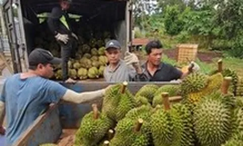 Sầu riêng vẫn là 'vua rau quả', dự báo xuất khẩu sẽ khởi sắc