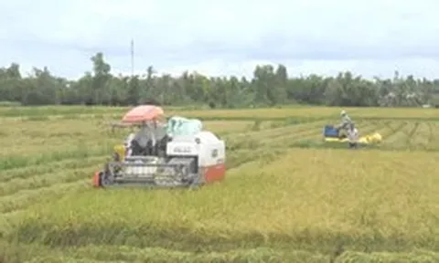 Cà Mau chuyển hồ sơ vụ doanh nghiệp nợ tiền mua lúa của nông dân sang công an