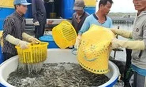 Hành động nào khi 'rào cản' thương mại ngày càng tăng?