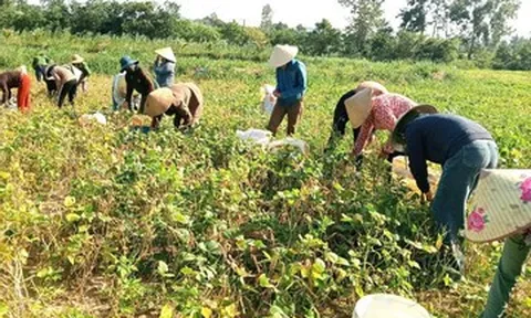 Cha mẹ mải miết tìm con trai mất tích, việc đồng áng được cả thôn thu hoạch giúp