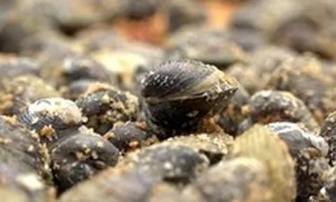 Hến phơi - Đặc sản miền Tây