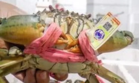 Con cua Cà Mau đã được 'cởi trói' khỏi sợi dây to ngâm nước