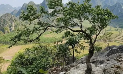 Thanh niên sinh năm 1999 lừa bán cây muội hồng, Công an Hưng Yên tìm bị hại