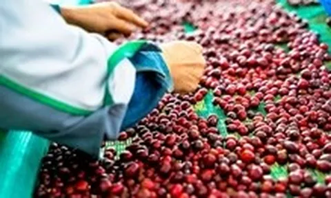 Có đúng khi nói Robusta Việt Nam là chỉ để 'độn'?