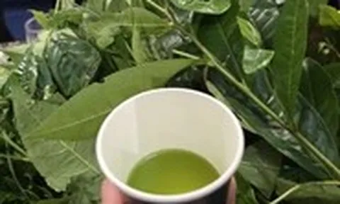 Chén chè đâm xứ Nghệ thơm mát ngày hè