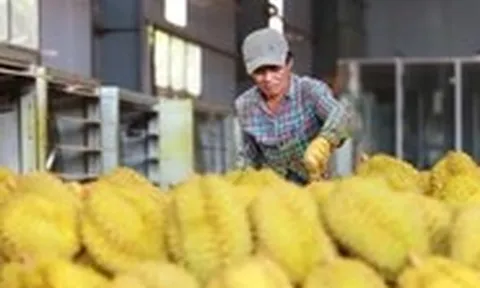 Mở được thị trường, nông sản Việt vẫn lo bị đẩy ra