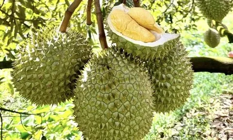 Những ‘góc khuất’ của ngành xuất khẩu sầu riêng