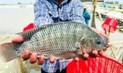 Cá rô phi Việt lên bàn sushi Nhật, mở cửa phân khúc cao cấp