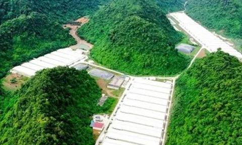 Khởi tố vụ án liên quan 5 người tử vong tại trại lợn ở Thanh Hóa