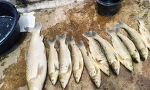 Hơn 2,6 tấn cá lồng bè chết bất thường ở Nghệ An, lấy mẫu tìm nguyên nhân