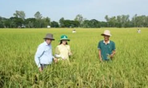 ‘Thức giấc với mùa vàng’ 2026 - Cùng nhà nông chuyển đổi và kết nối