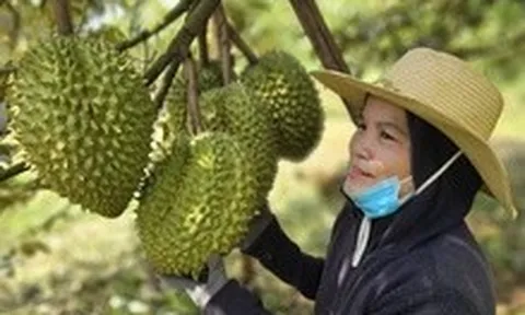 Chính phủ ban hành nghị quyết đơn giản hóa thủ tục cấp mã số vùng trồng, gỡ khó cho nông sản, sầu riêng xuất khẩu