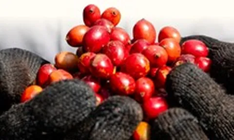 Dệt mạng lưới nông hộ, tạo chuỗi giá trị xuất khẩu Robusta khép kín