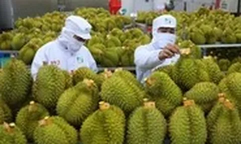 Điểm đáng lưu ý về thời gian cấp mã vùng trồng sầu riêng xuất khẩu sang Trung Quốc