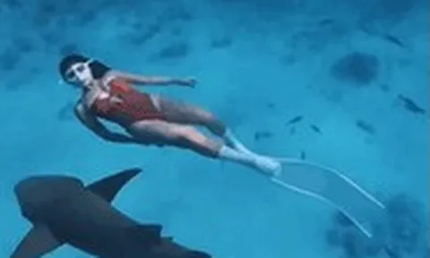 Lặn cùng cá mập y tá ở Maldives
