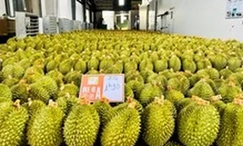 Trung Quốc, Mỹ... phê duyệt mã số vùng trồng nông sản, sầu riêng trước khi nhập khẩu