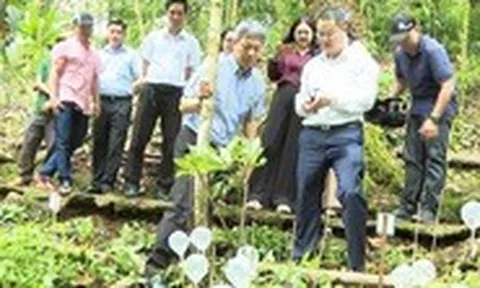 Thành viên của THACO đầu tư dự án trồng sâm Ngọc Linh hơn 12.000 tỉ đồng