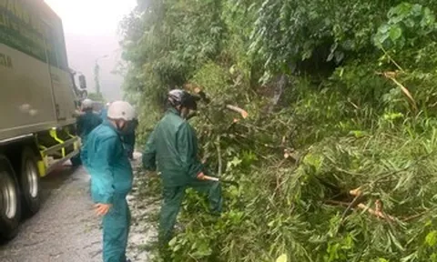 Mưa lớn, nhiều cây rừng ngã đổ chắn ngang đèo Bảo Lộc