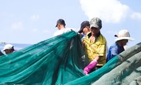 Nhà thùng nước mắm Phú Quốc gặp khó vì thiếu cá cơm