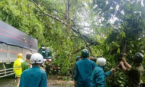 Cây cổ thụ cao 10m bật gốc đổ xuống Quốc lộ 20, giao thông ùn tắc
