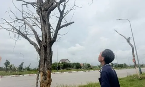 Cây xanh chết hàng loạt, hai dự án gần 9 tỷ đồng chưa thể quyết toán