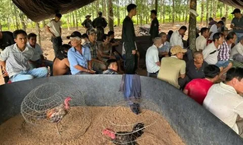 Cảnh sát đột kích sới gà ẩn náu trong vườn cao su, 40 người không kịp trở tay