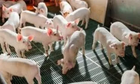 Vốn hóa giảm 28% từ khi lên sàn, Nông nghiệp Hòa Phát kinh doanh ra sao?
