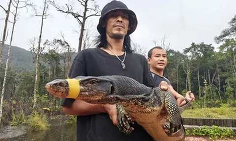 Đang làm việc trong nhà hàng, người đàn ông bất ngờ phát hiện kỳ đà hoa dài 2m