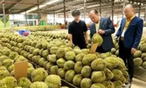 EU sắp siết dư lượng nhiều thuốc bảo vệ thực vật, nông dân, doanh nghiệp xuất khẩu nông sản cần lưu ý gì?