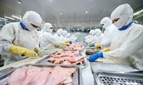 Cá tra Việt Nam gặp khó tại Mỹ vì 'thuế chồng thuế'?