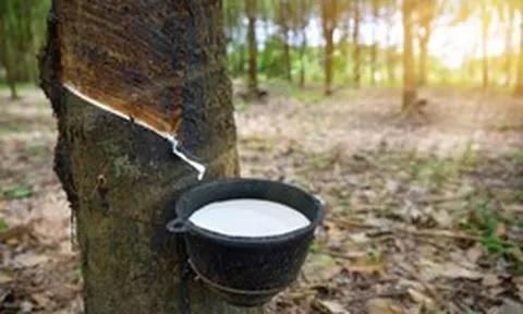 Sang Campuchia buôn “vàng trắng”, lãi hơn 300 tỷ đồng một năm
