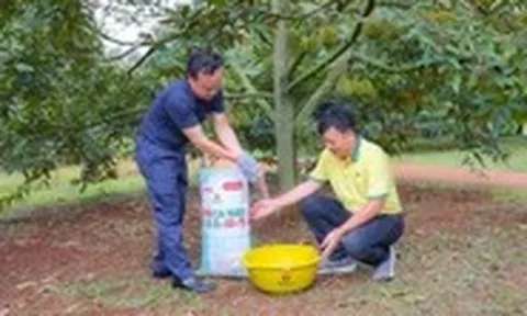 Mô hình chăm sóc sầu riêng hiệu quả cao tại Krông Pắk