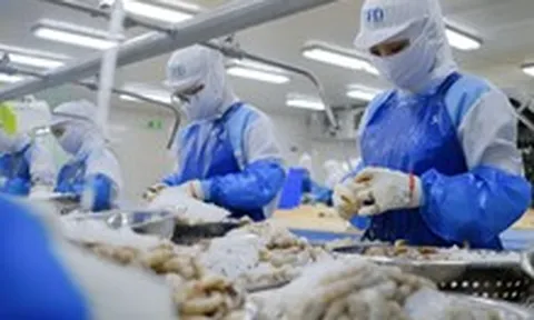 Tôm cá xuất khẩu: Phải tiến tới 'gây choáng trước khi giết mổ'