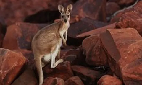 Thịt kangaroo Úc sắp đến Việt Nam, có thể chế biến món gì cho ngon?