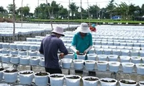 Làng hoa Sa Đéc giảm 20% lượng cúc mâm xôi truyền thống vụ hoa Tết