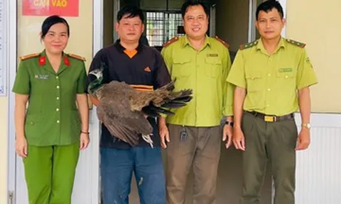 Chim khổng tước quý hiếm bất ngờ bay vào nhà ở Cần Thơ