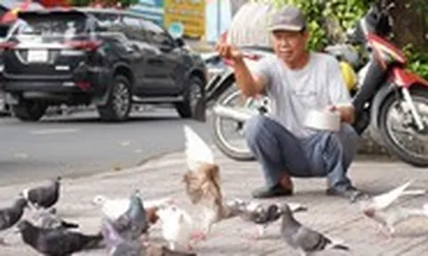Người cựu binh hơn 30 năm ‘đãi tiệc’ đàn bồ câu giữa lòng TP.HCM