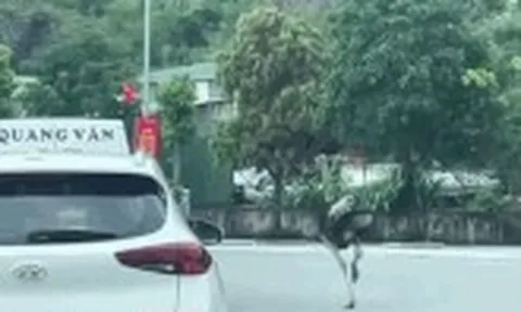 Clip đà điểu 'phi' trên quốc lộ ở Quảng Ninh, ô tô phải né tránh