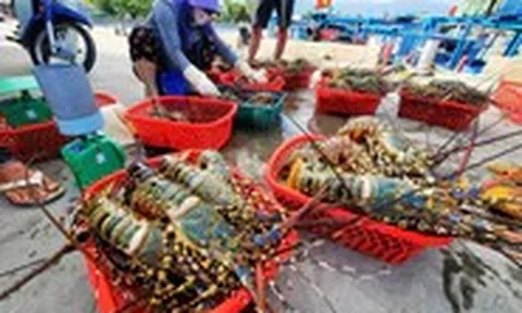 Vụ tiêu hủy 180.000 con tôm hùm giống nhập lậu: Vì sao không thể đấu giá, thả về tự nhiên?