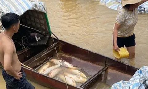 Mực nước sụt bất thường tại thủy điện Cẩm Thủy 1, gần 10 tấn cá lồng chết