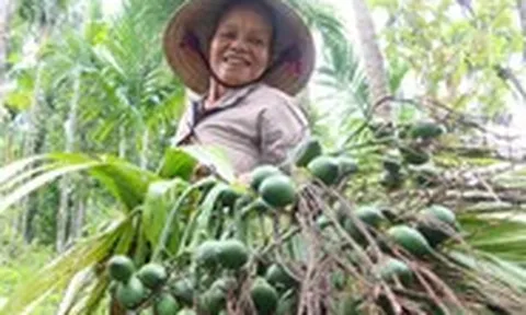 Giá cau xứ Tiên nhích lên, vì sao nông dân vẫn thấp thỏm?