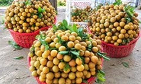 ‘Tôi bán mít ruột đỏ tại vườn 2.000 đồng, nhưng khi vào siêu thị thấy bán 120.000 đồng/kg’