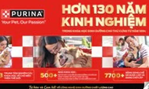 Những dấu hiệu cho thấy mèo đang được chăm sóc đúng cách
