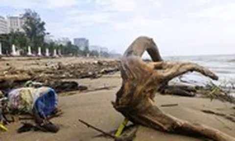 Củi, rác phủ kín hơn 5km bãi biển Sầm Sơn