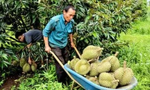 Giá sầu riêng bất ngờ tăng giúp nhiều nông dân Tây Nguyên thu tiền tỉ