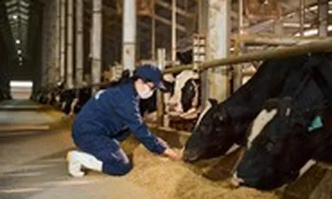 Thịt bò tươi ủ mát theo tiêu chuẩn Nhật Bản có gì khác biệt?