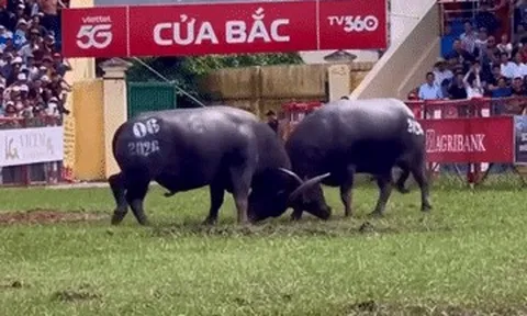 Mãn nhãn những kháp đấu dũng mãnh tại lễ hội chọi trâu Đồ Sơn